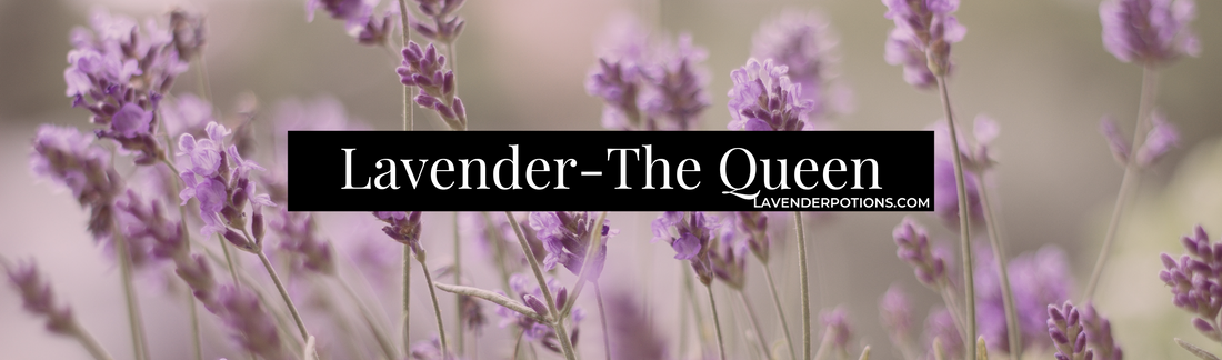 Lavender - The Queen Bee of Essential Oils